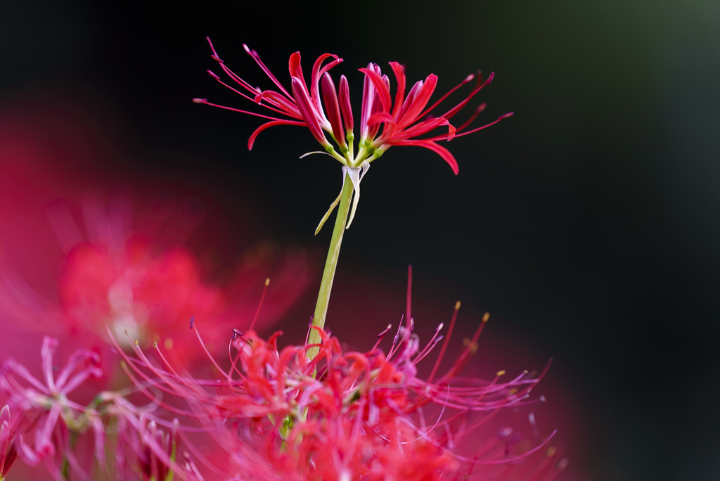 Lycoris