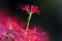 Lycoris