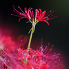 Lycoris