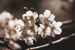 夜桜