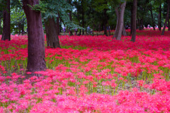 彼岸花