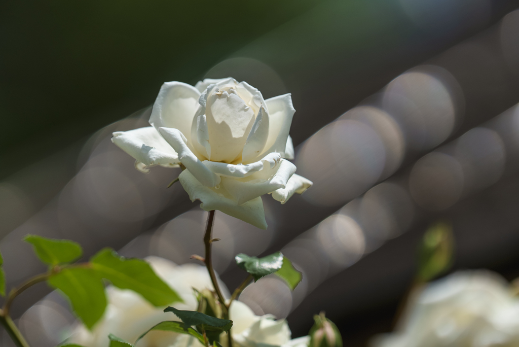 白薔薇
