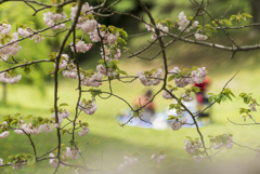 公園散策１