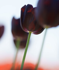 チューリップ