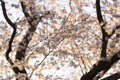 朝桜