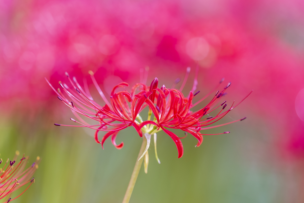 Lycoris