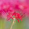 Lycoris