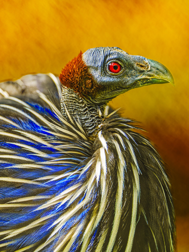 フサホロホロチョウ