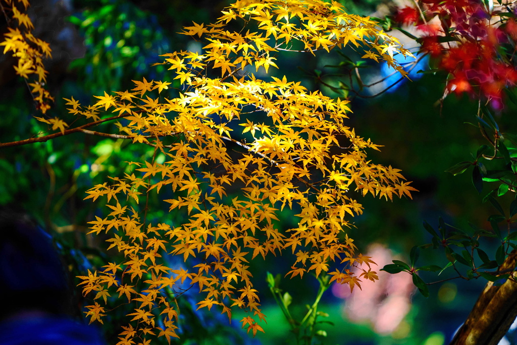 紅葉