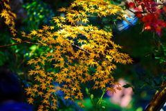 紅葉