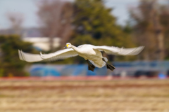 白鳥さん