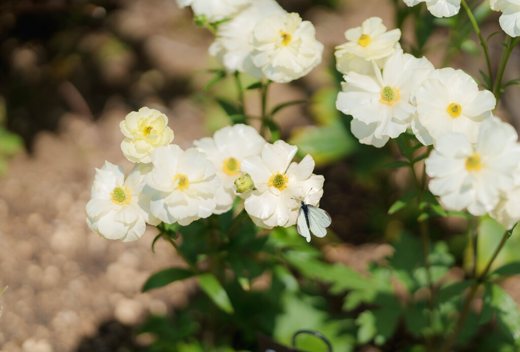 チューリップ祭りにて