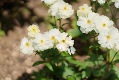 チューリップ祭りにて