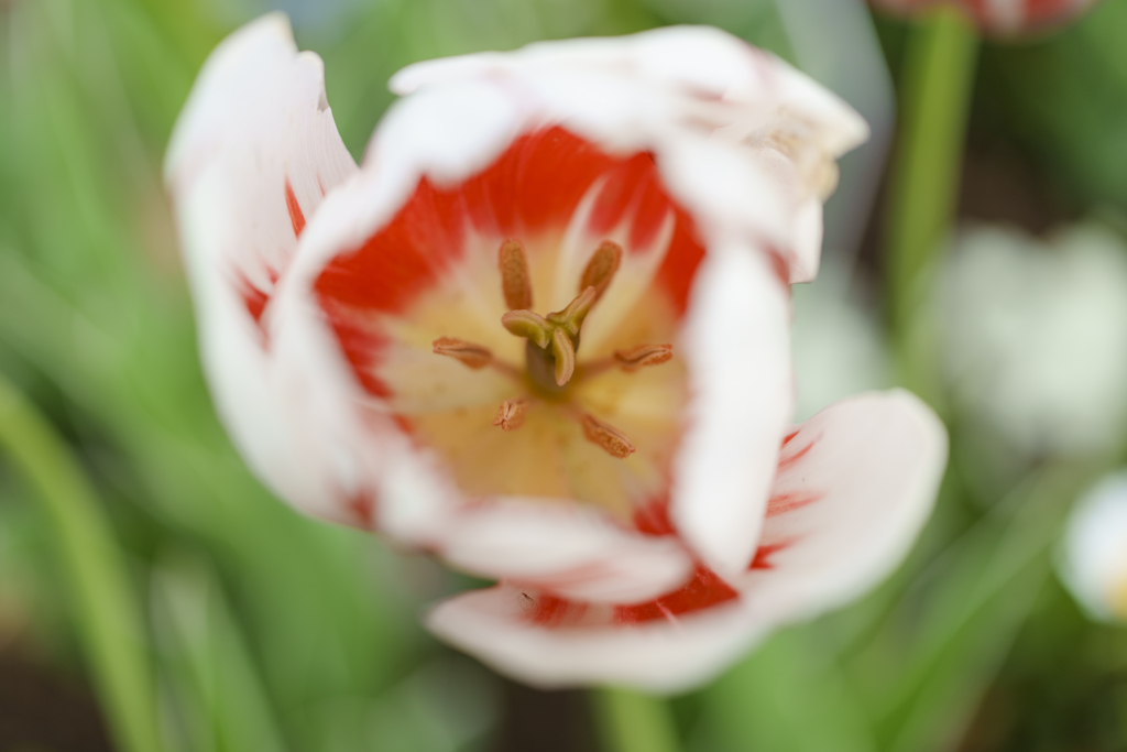 佐倉ふるさと広場にて