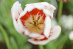 佐倉ふるさと広場にて