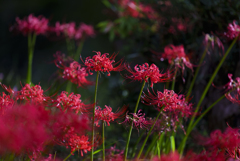 Lycoris