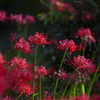 Lycoris