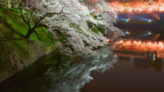 皇居の桜（千鳥ヶ淵）蔵出しです