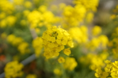 菜の花