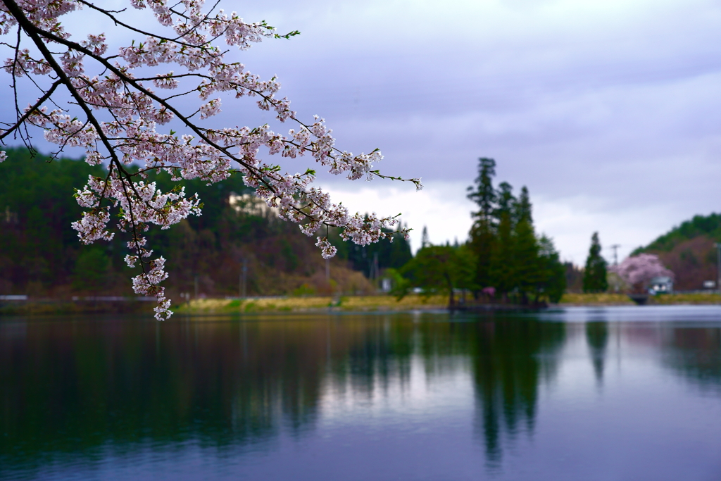 山里の桜（蔵出しです）
