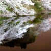 皇居の桜（千鳥ヶ淵）蔵出しです