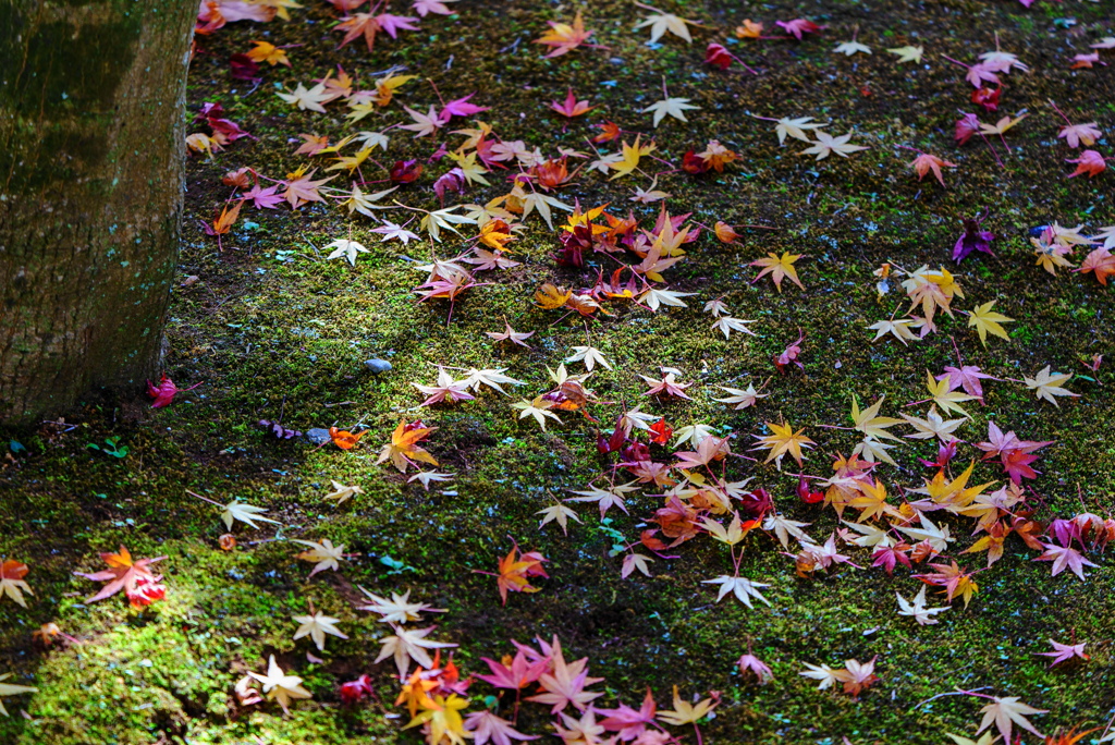 紅葉