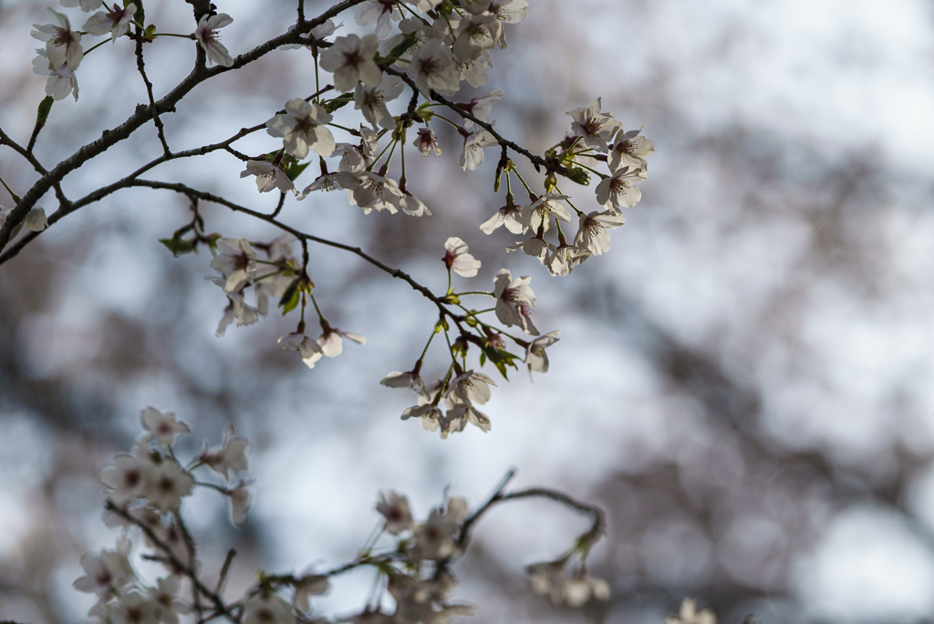 公園の桜-3