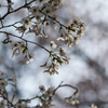公園の桜-3