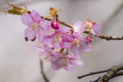 寒桜