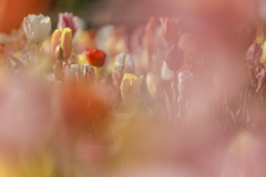 佐倉ふるさと広場にて