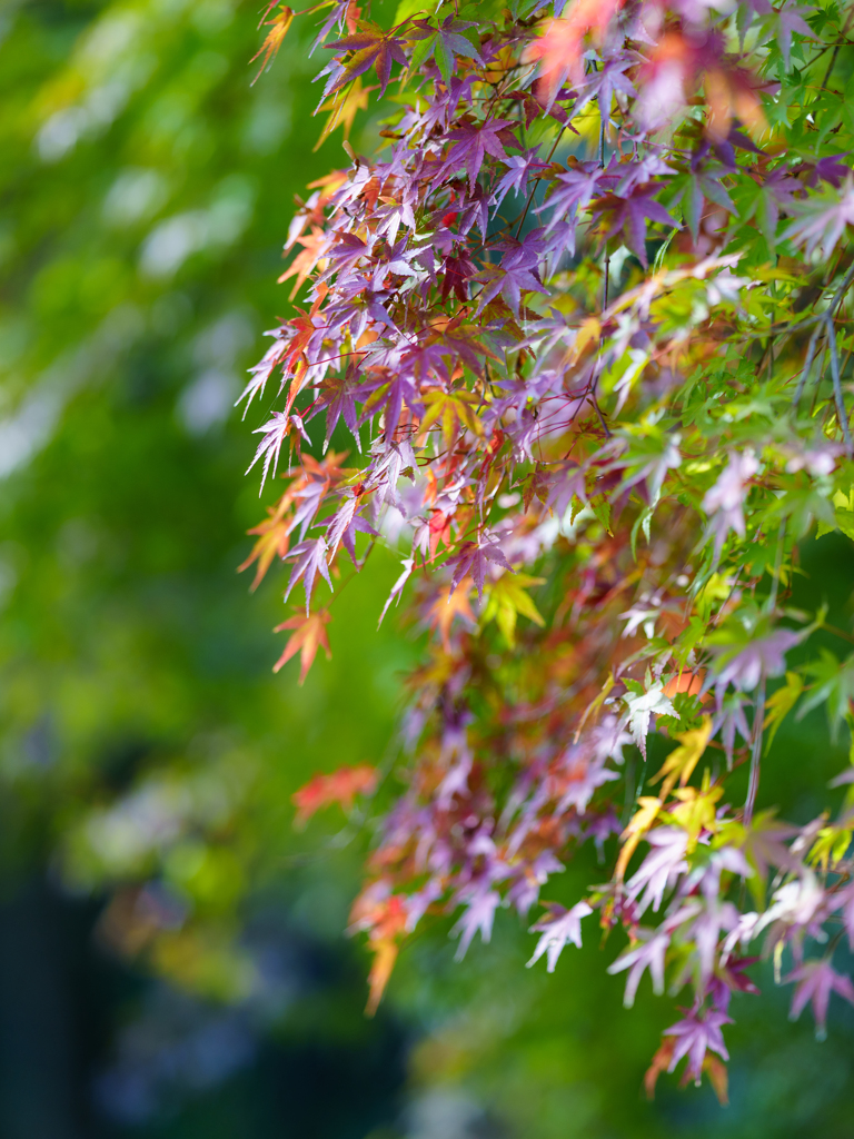 成田山新勝寺にて