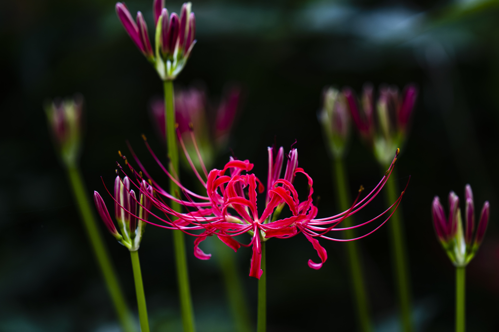Lycoris