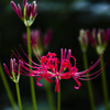 Lycoris