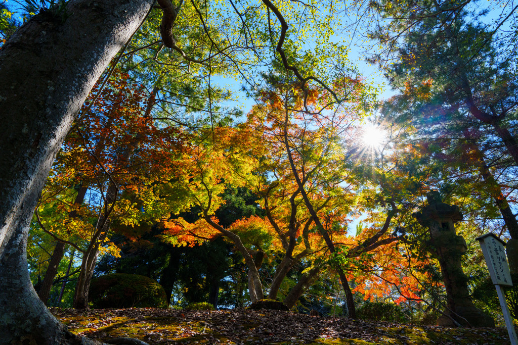 錦秋成田山