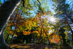 錦秋成田山