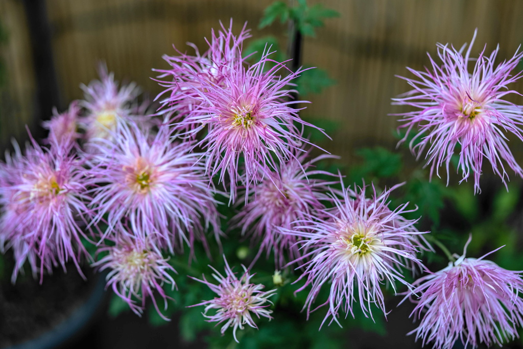 菊花