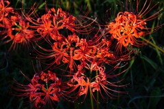 曼殊沙華 曼殊沙華