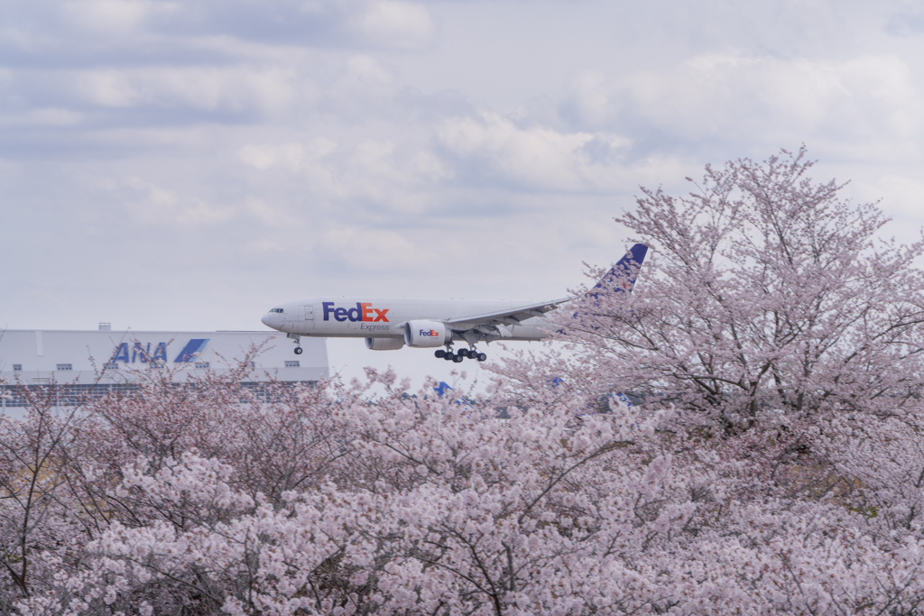 さくら到着便（Fedex）