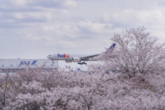 さくら到着便（Fedex）