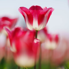 チューリップ