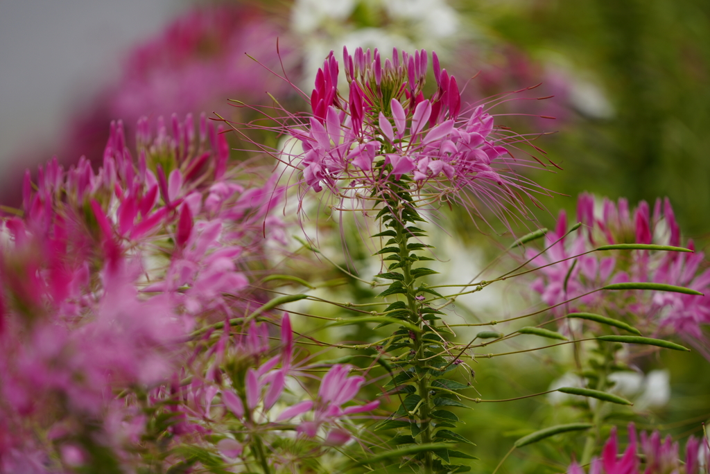 成田空港さくらの山公園にて