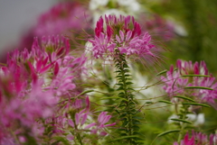 成田空港さくらの山公園にて