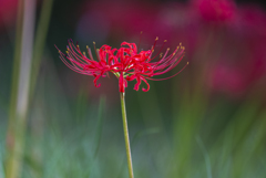 Lycoris