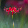 Lycoris