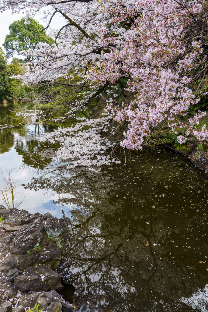 都内の桜