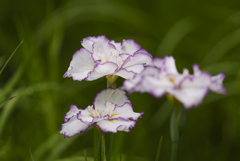 花菖蒲