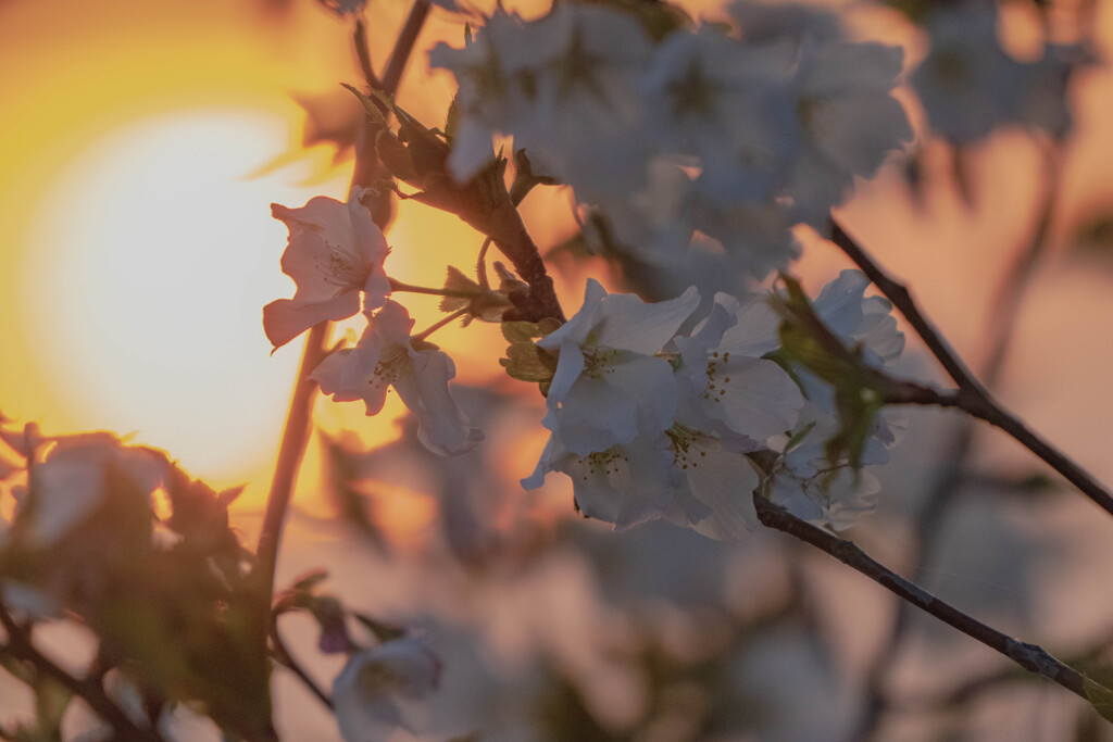 夕方散歩