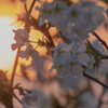 夕方散歩