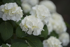 近所の紫陽花
