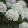 近所の紫陽花